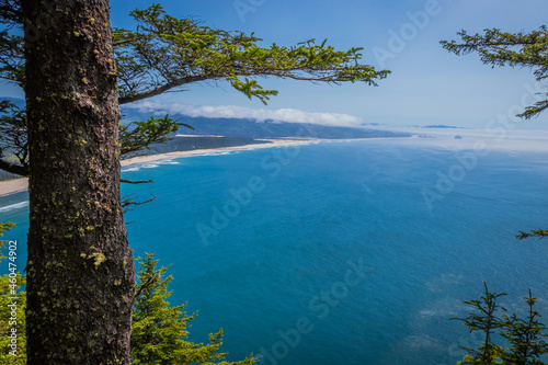 View on beautiful beach and blue sea. Huge spruce. Cape lookout trail  Oregon  USA