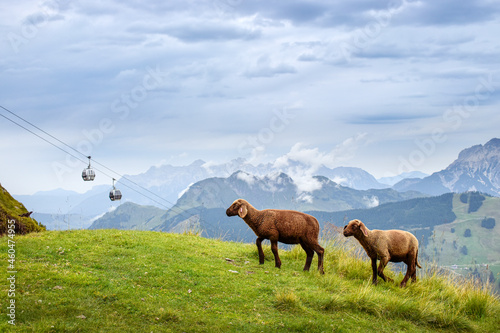Brown sheep walking in green grass field, Austrian mountain landscape  photo