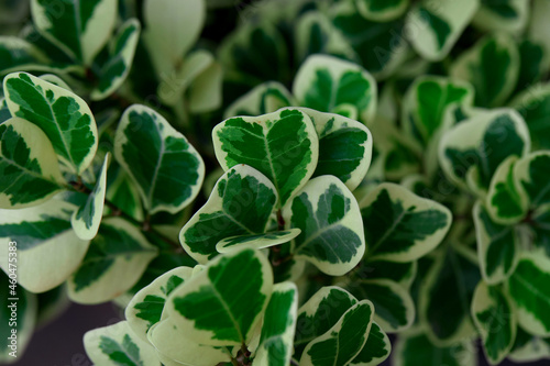 close-up view of ficus triangularis variegata leaves in the garden