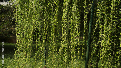 Beautiful long-gowns vines it is very beautiful natural environment