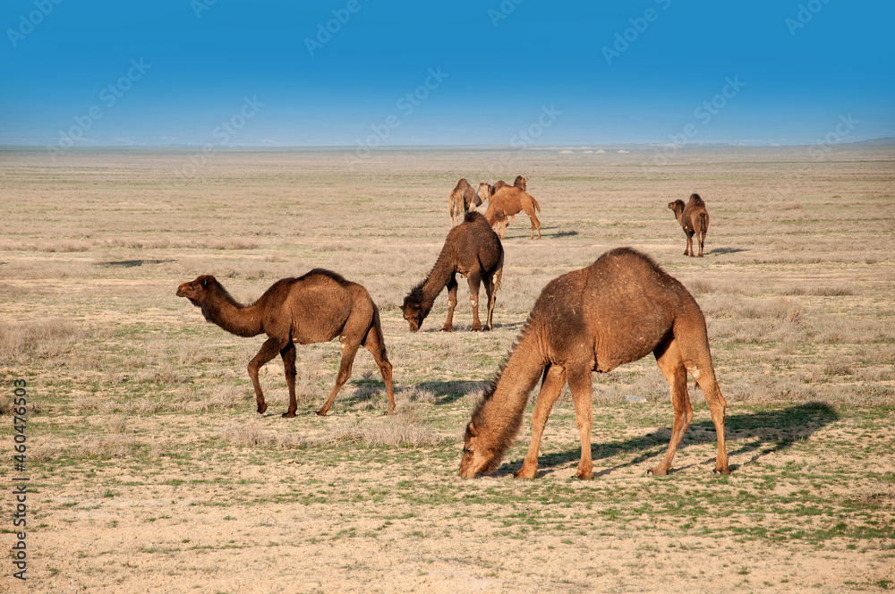 Fototapeta premium Camels on the way are looking for fresh grass to eat, graze in the steppes, heat, drought, Kazakhstani steppes.
