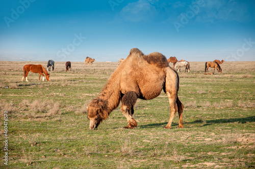 Camels on the way are looking for fresh grass to eat  graze in the steppes  heat  drought  Kazakhstani steppes.