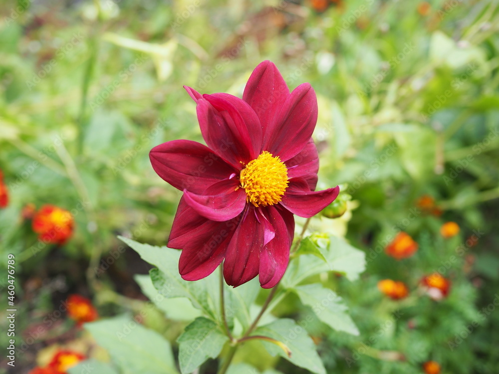 Obraz premium A closeup of a neon pink Garden Cosmos flower, commonly known as Cosmos bipinnatus on a warm sunny day.