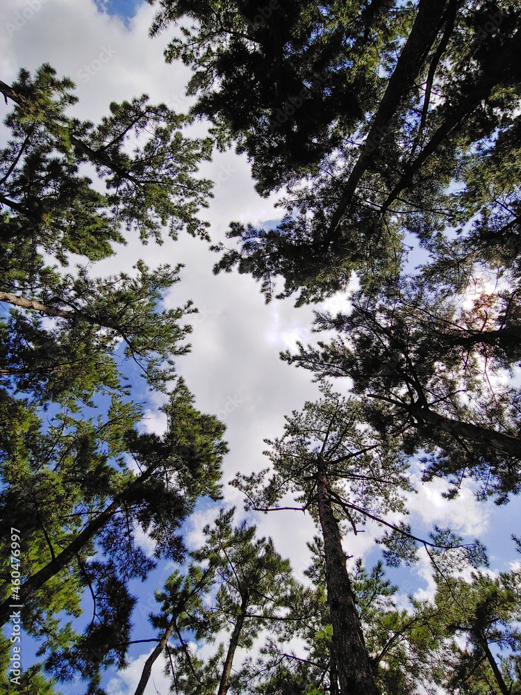 Fototapeta premium Trees And Sky