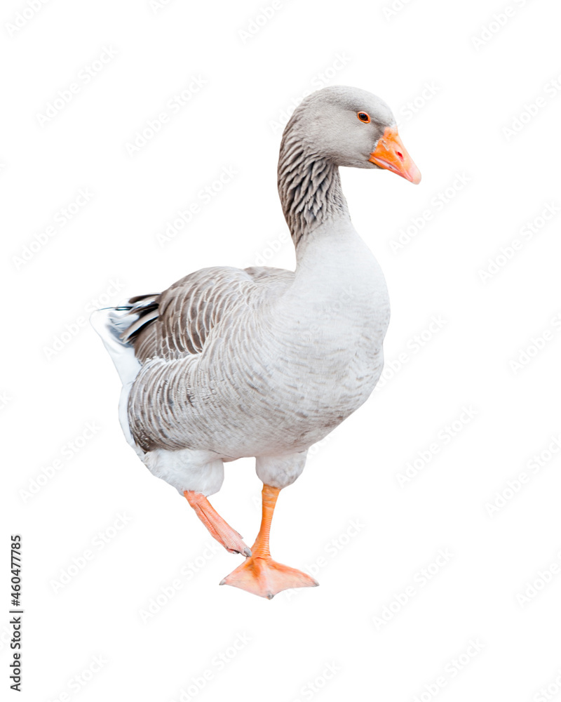 Grey goose, isolated on white background Grey goose, isolated on white background