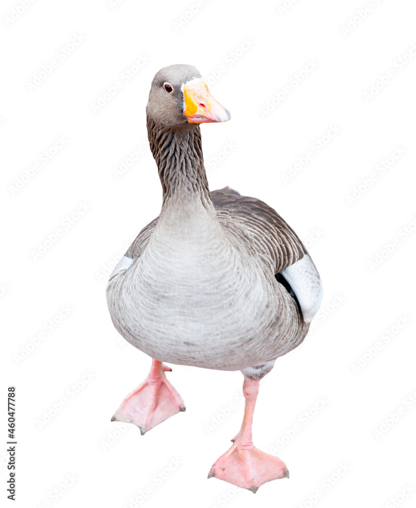 Gray goose, isolated on white background Gray goose, isolated on white background