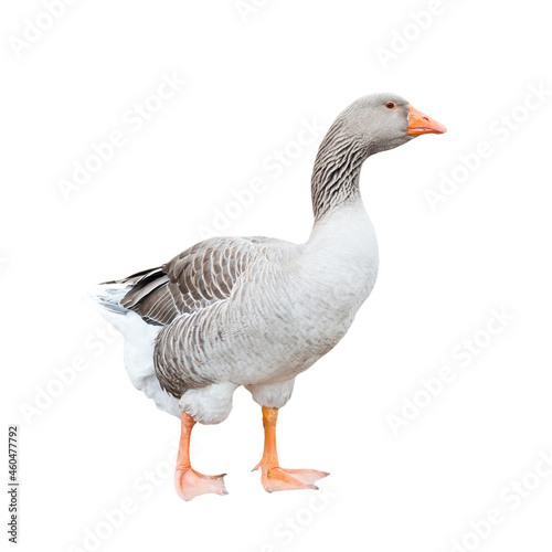 One grey goose, isolated on white background