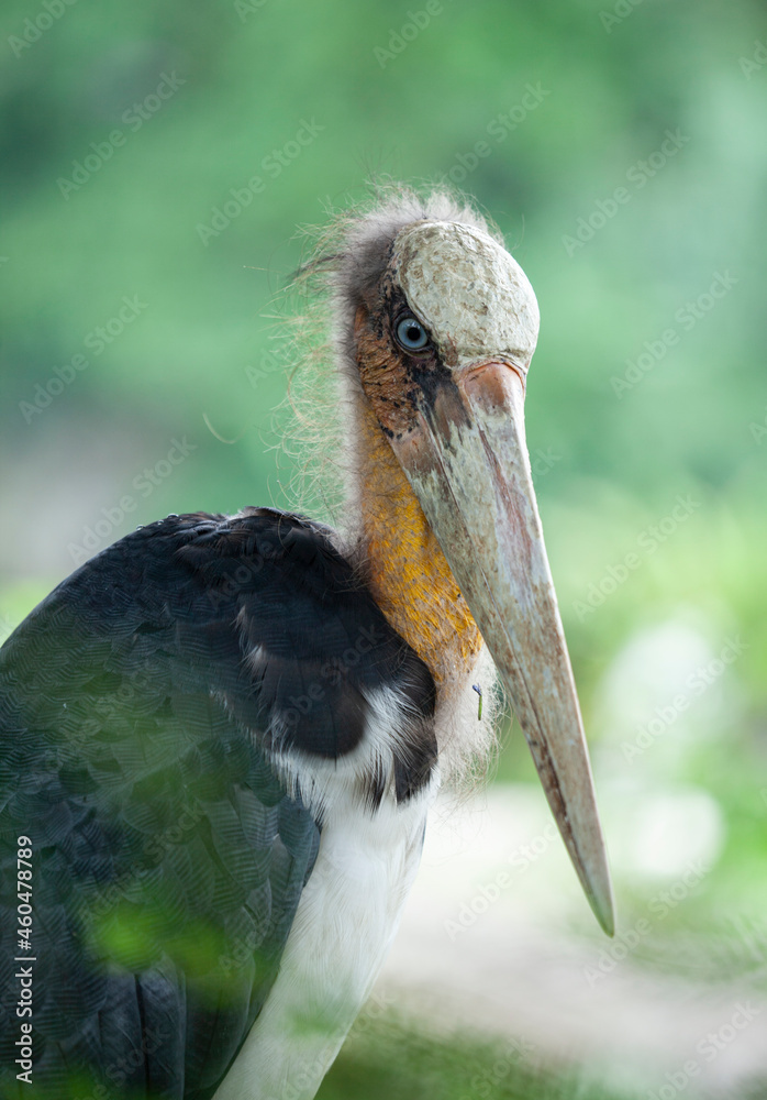 Close up the head of the marabou stork, marabou stork