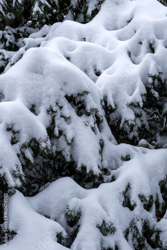 closeup of fir covered in thick snow