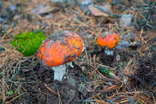 A beautiful red, orange, inedible mushroom with white dots, fly agaric grows in the forest.