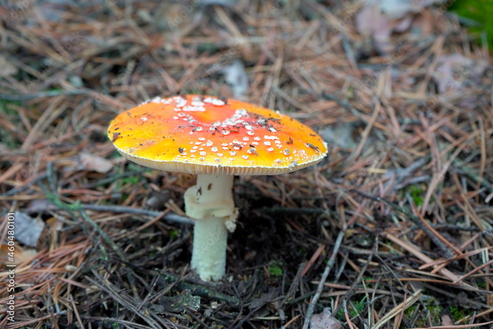 A beautiful red, orange, inedible mushroom with white dots, fly agaric grows in the forest. A beautiful red, orange, inedible mushroom with white dots, fly agaric grows in the forest.