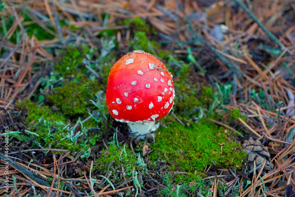 One fly agaric mushroom with a red cap, a white leg and white dots on the cap grows in the forest near green moss, is poisonous and inedible. One fly agaric mushroom with a red cap, a white leg and white dots on the cap grows in the forest near green moss, is poisonous and inedible.