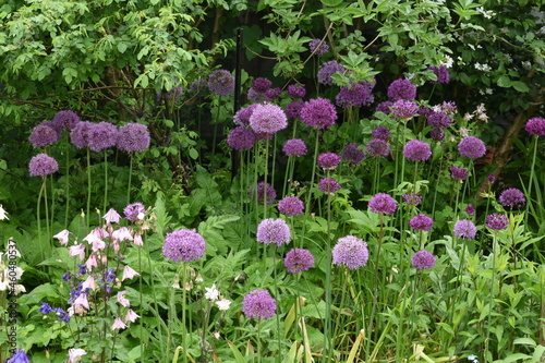 ornamental onions in the border of the city garden