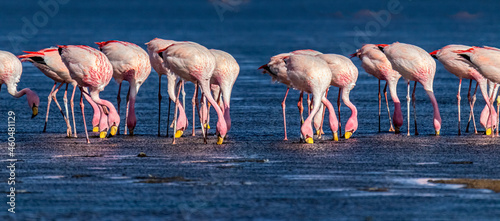 James's flamingos (Phoenicoparrus jamesi, also known as the puna flamingo) at Laguna Colorada, Bolivia (the southwest of the Altiplano) photo