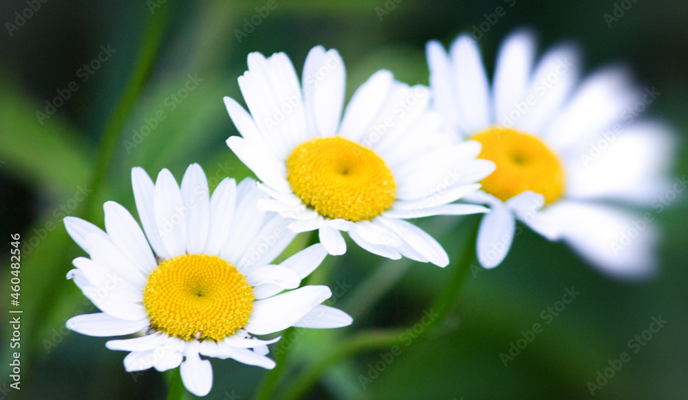 Obraz premium daisy in the grass