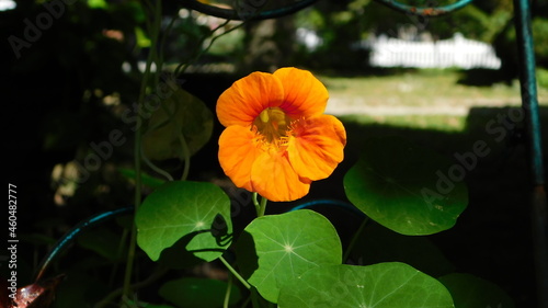 Orange edible flower