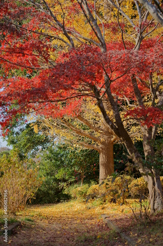日本の秋の丘