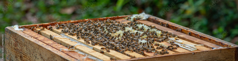 Honey bees in a hive with a very shallow depth of field