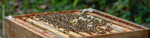 Honey bees in a hive with a very shallow depth of field