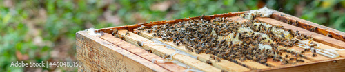 Honey bees in a hive with a very shallow depth of field © clsdesign