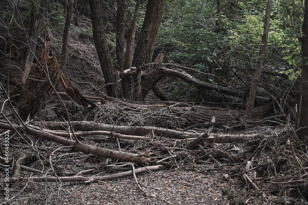 Thicket with fallen trees Thicket with fallen trees