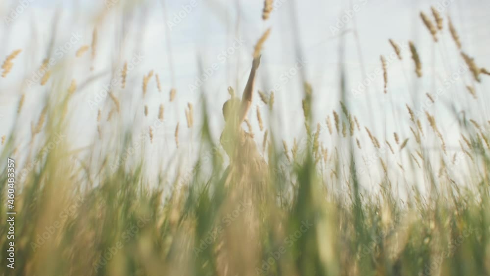 young beautiful pregnant woman walks in field among grass at sunset, relaxation on summer nature, mother swaying with wind and spikelets, meditation and relaxation concept, healthy motherhood young beautiful pregnant woman walks in field among grass at sunset, relaxation on summer nature, mother swaying with wind and spikelets, meditation and relaxation concept, healthy motherhood