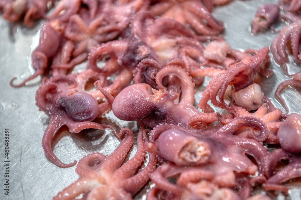 Pickled octopuses lie on a metal table. Ready-made seafood Pickled octopuses lie on a metal table. Ready-made seafood