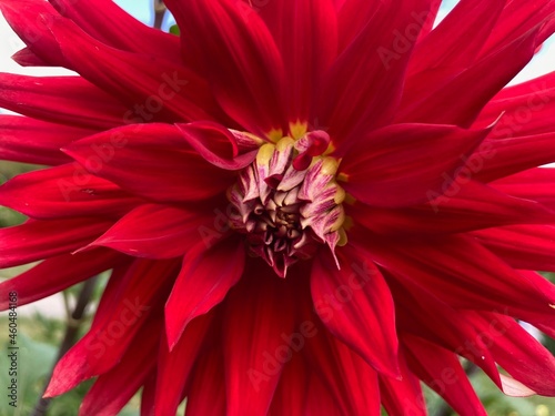 red dahlia flower close up