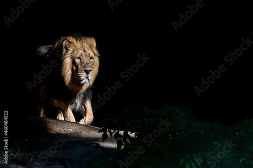 a lion walking through a dark jungle