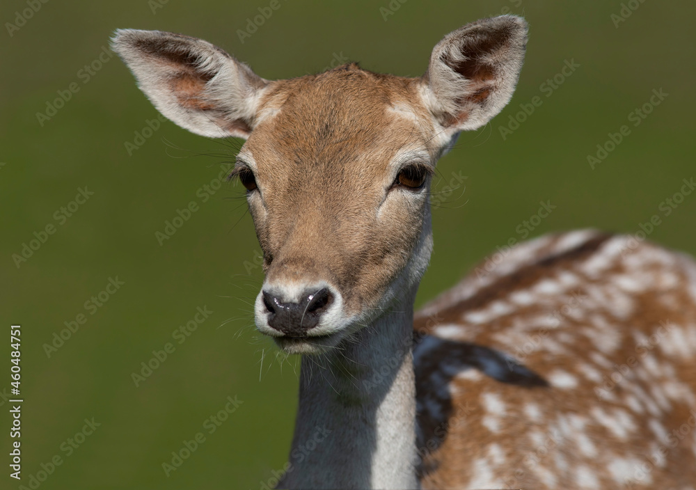 The European fallow deer or common fallow deer (Dama dama) The European fallow deer or common fallow deer (Dama dama)