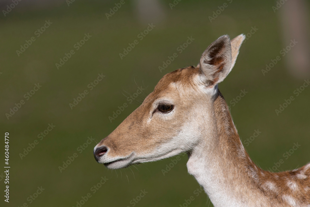The European fallow deer or common fallow deer (Dama dama) The European fallow deer or common fallow deer (Dama dama)