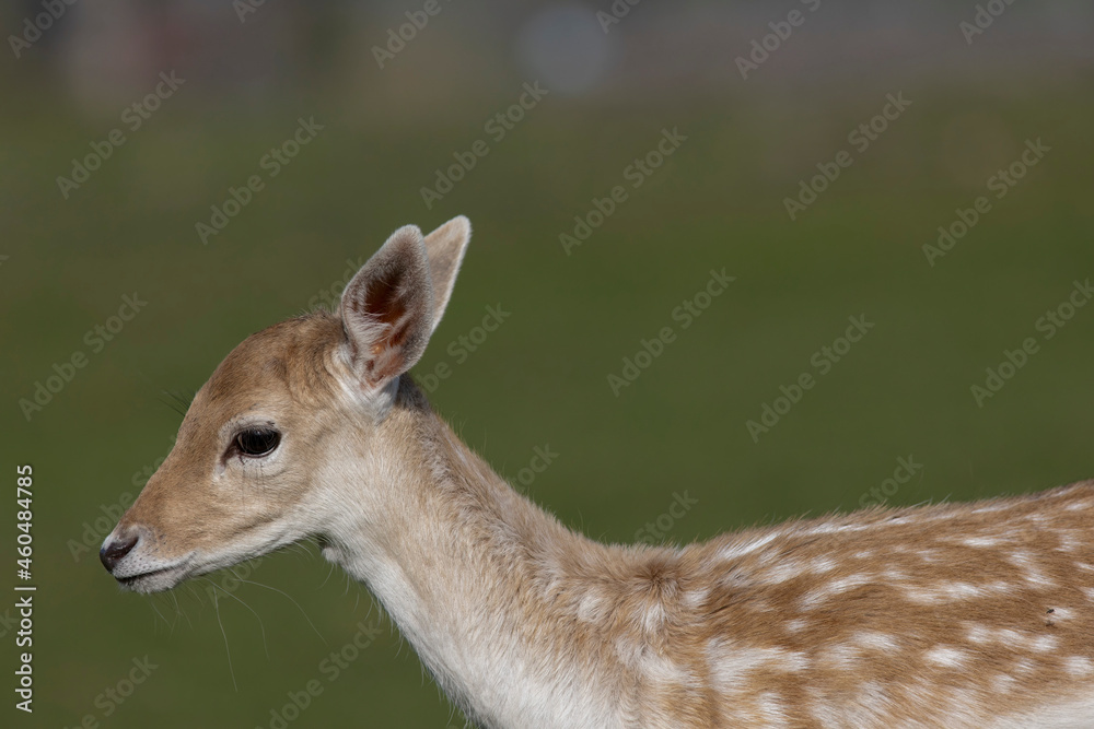 The European fallow deer or common fallow deer (Dama dama) The European fallow deer or common fallow deer (Dama dama)