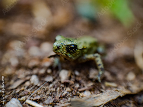 Close up of little frog