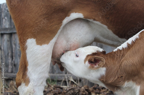 Fluffy dairy heifer and baby cattle sucking milk from udder 