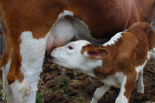 Obraz na plátně Fluffy dairy heifer and baby cattle sucking milk from udder