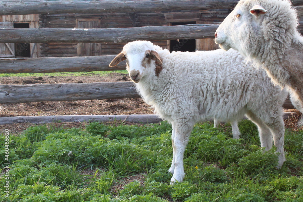 Fototapeta premium Curly lamb portrait 