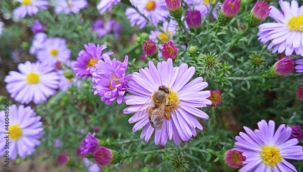bee on purple flower