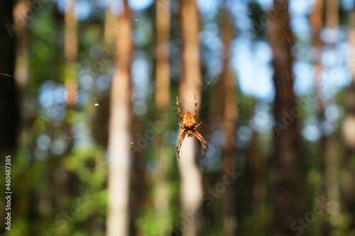 Crowned orbweaver garden spider on cobweb in natural forest habitat