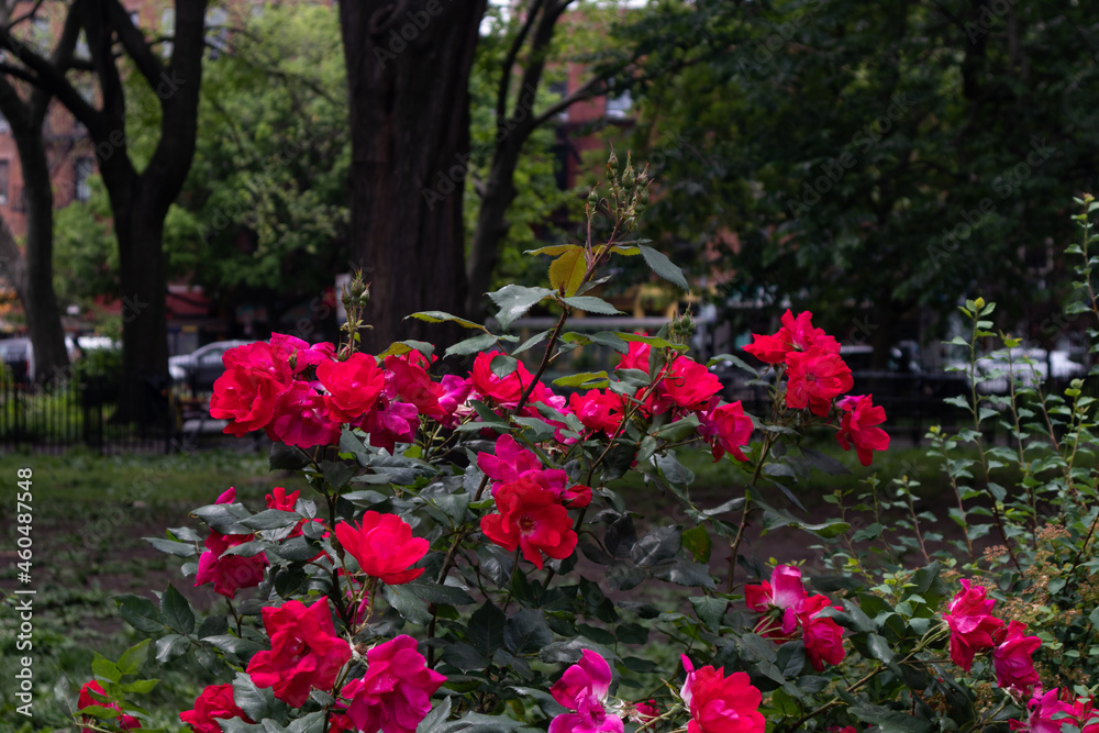 Red Rose Bush at Tompkins Square Park in the East Village of New York City
