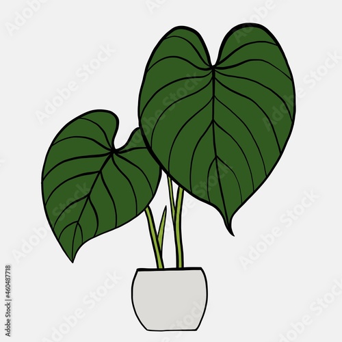 Simplicity philodendron gloriosum houseplant simplicity freehand drawing flat design. © tanarch