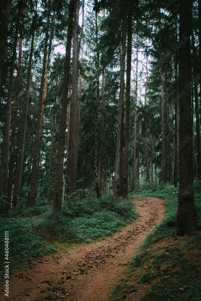 Fototapeta premium path in the forest