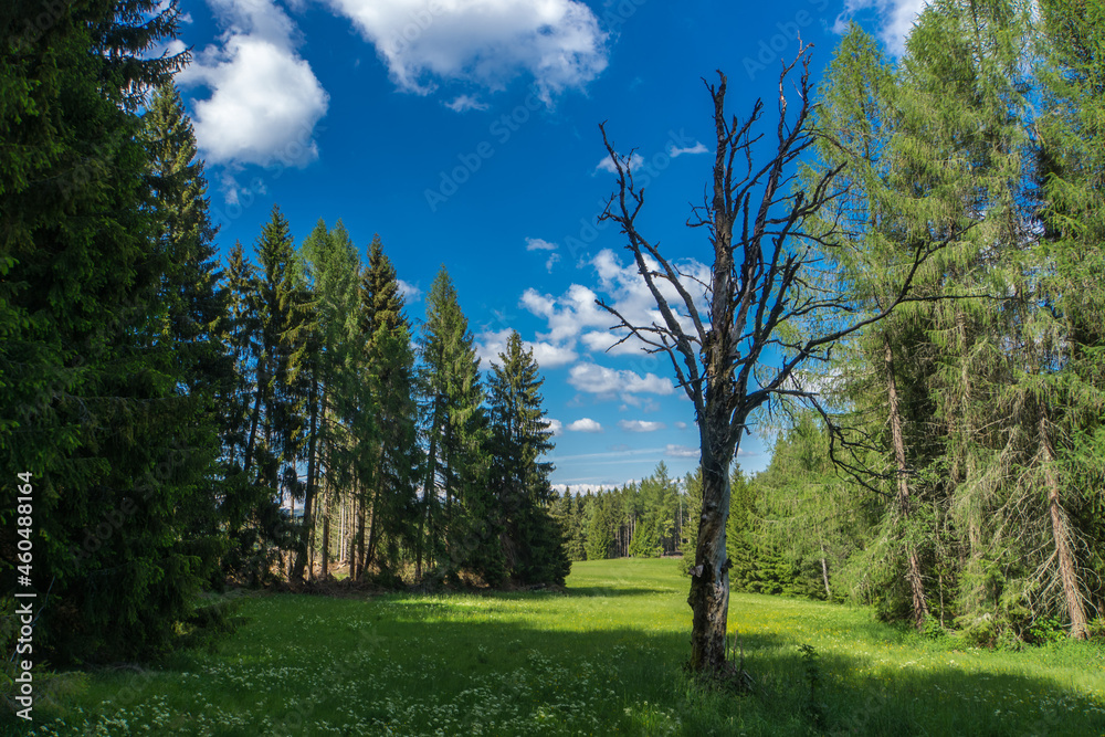 Obraz premium trees and sky