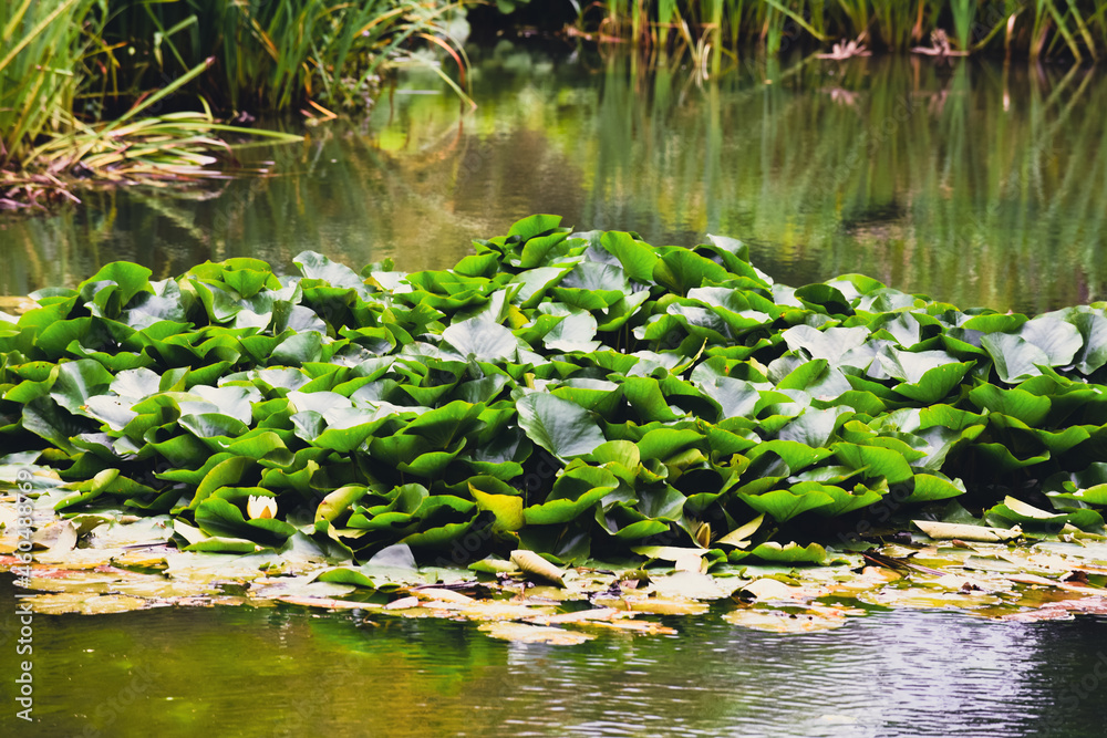 water lily in the pond water lily in the pond