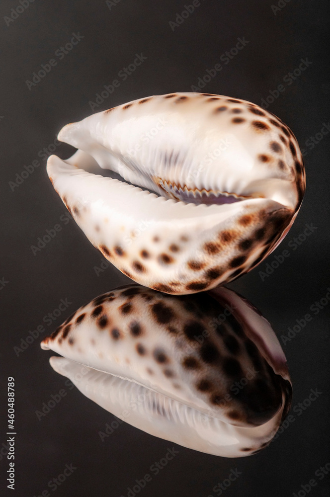 an empty mollusk shell on black with reflection an empty mollusk shell on black with reflection