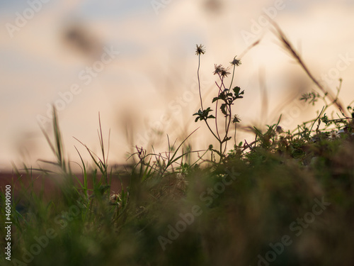 Silhouette of grass flower on sunset background.