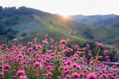 Pink amaranth with view sunset background.