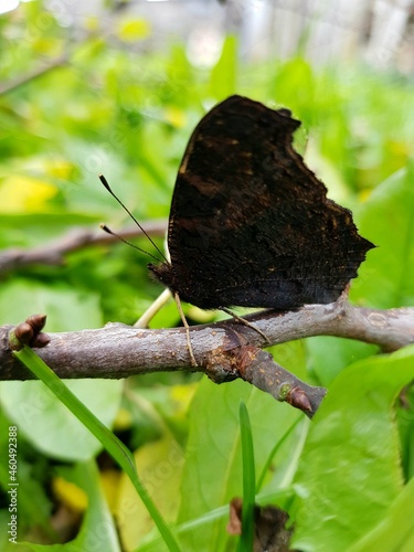 butterfly on tree