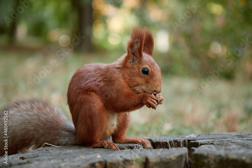 squirrel in the forest on a stump eats a nut, fluffy tail, autumn, fallen leaves