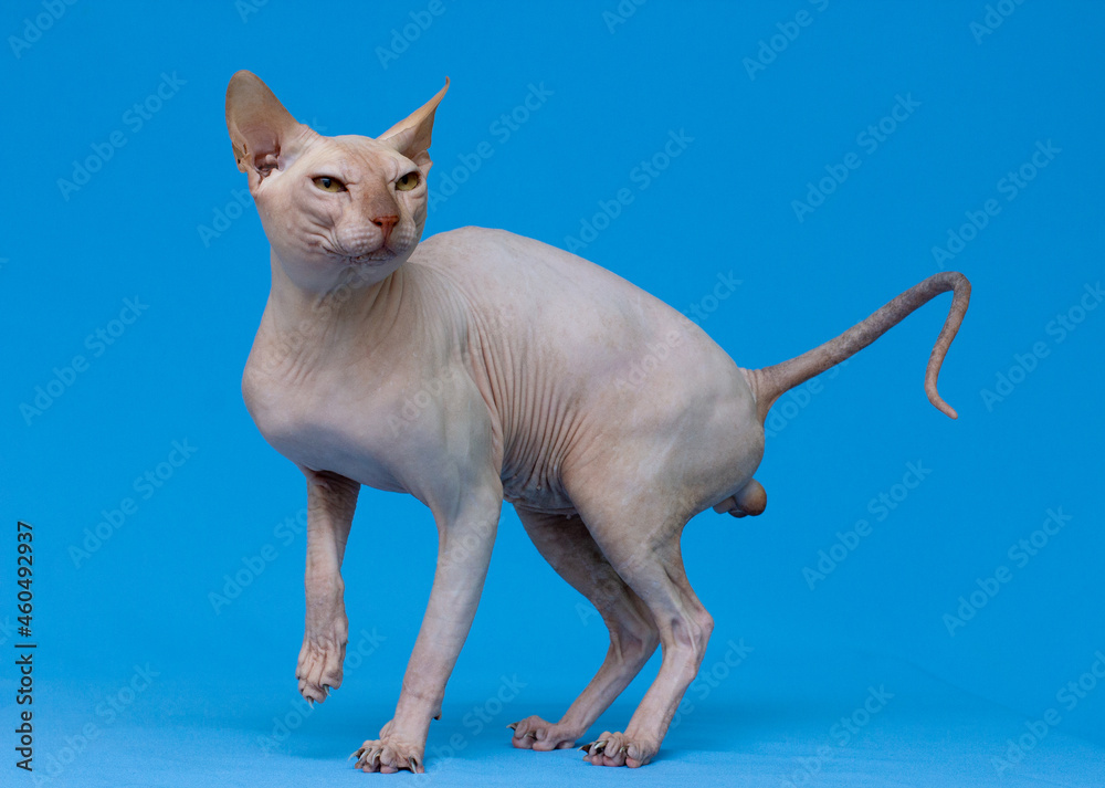 Sphinx cat on a light blue background