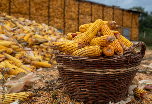 Basket with corn cobs on farm photo